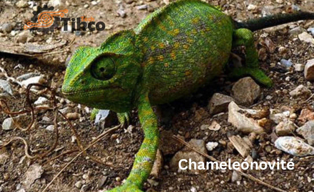 Chameleónovité: A Complete Guide to the Fascinating Chameleon Family